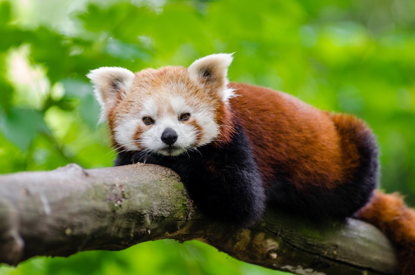 动物图片_萌萌哒的小熊猫图片