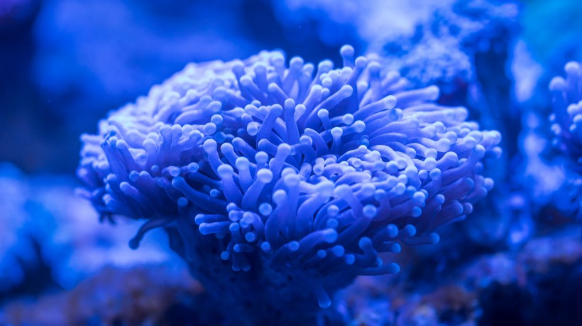 海底生物可爱的珊瑚图片
