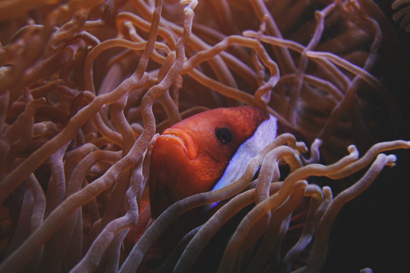 海底生物可爱的珊瑚图片