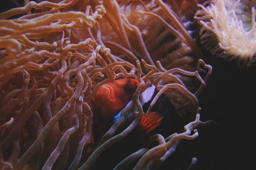海底生物可爱的珊瑚图片