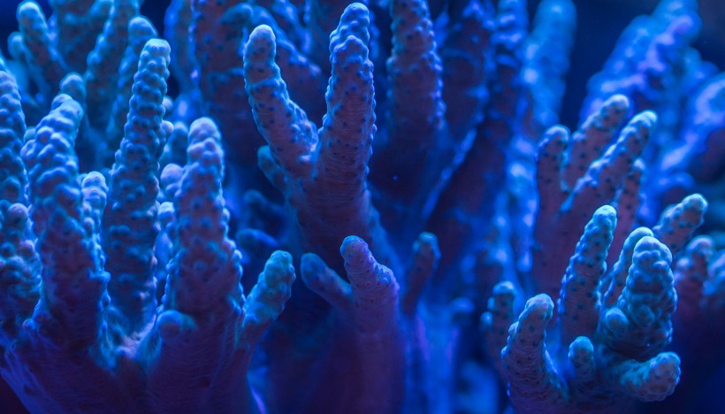 海底生物可爱的珊瑚图片
