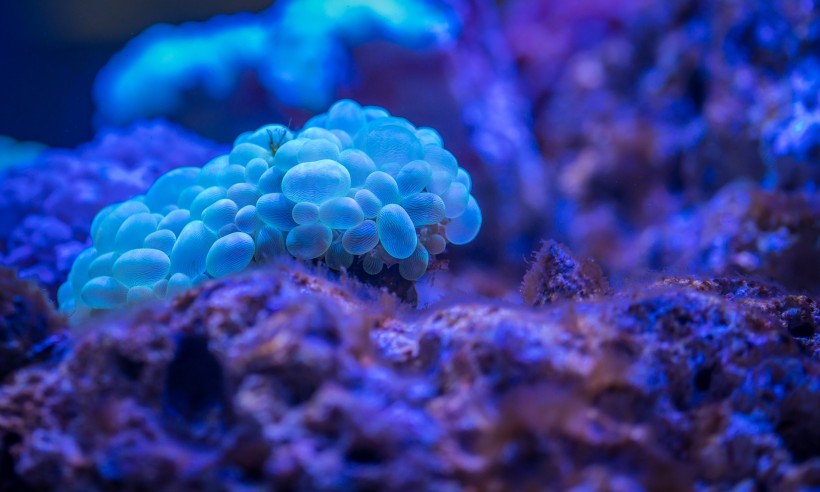 海底生物可爱的珊瑚图片