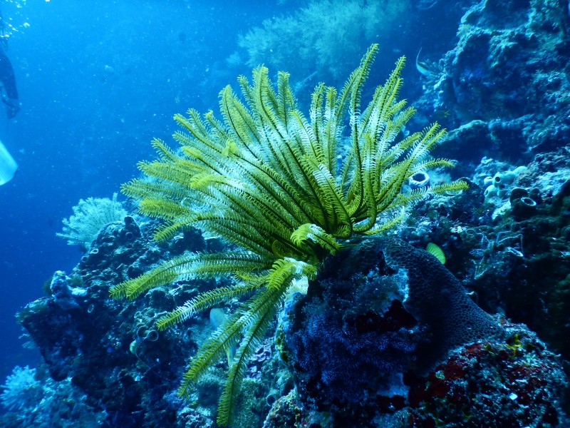 海底生物可爱的珊瑚图片
