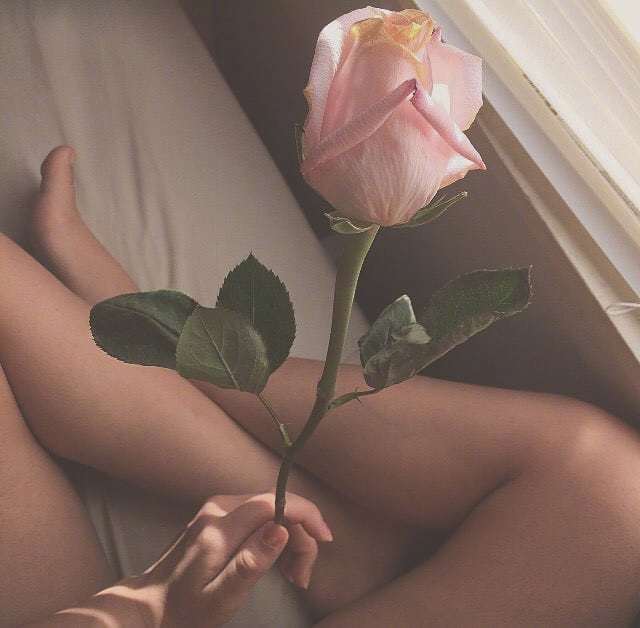 唯美Rose红玫瑰图片