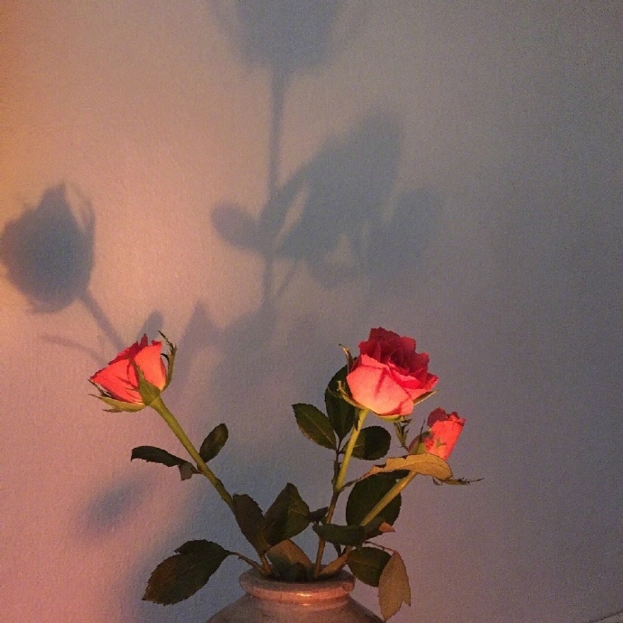 唯美Rose红玫瑰图片
