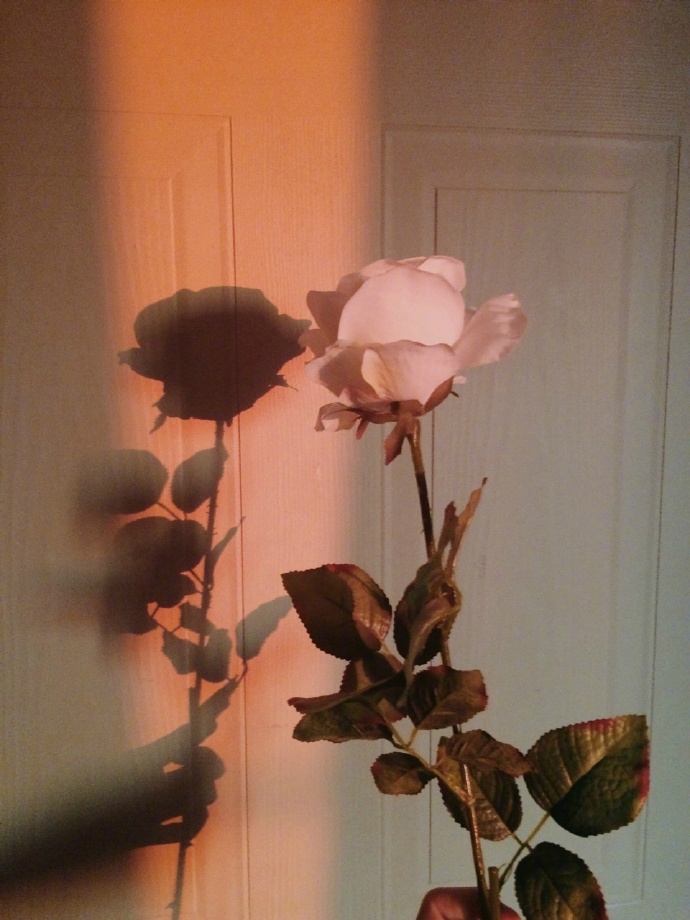 唯美Rose红玫瑰图片