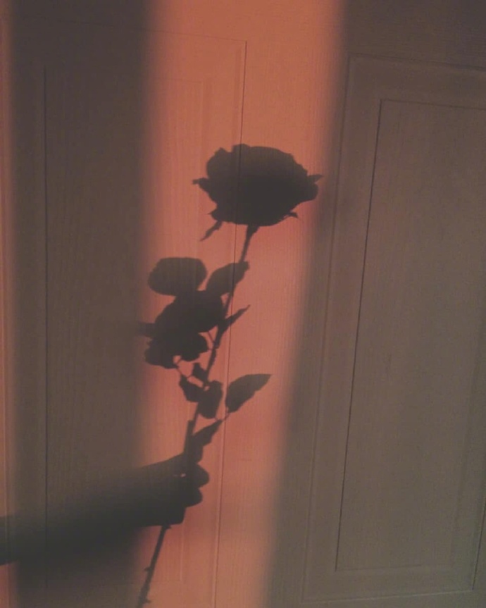 唯美Rose红玫瑰图片