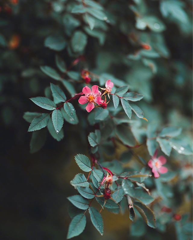 唯美鲜花图片:总有一天,你会站在最亮的地方