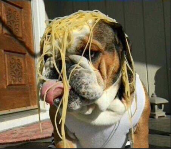 小时候的英国斗牛犬图片和长大后的英国斗牛犬