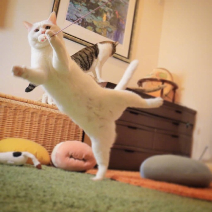 旋转跳跃我闭着眼跳舞的萌宠猫咪图片