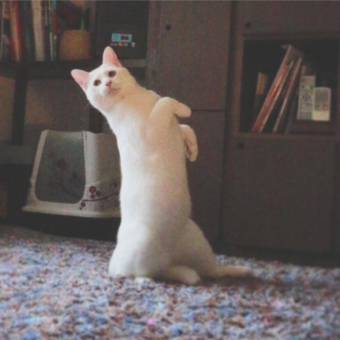旋转跳跃我闭着眼跳舞的萌宠猫咪图片