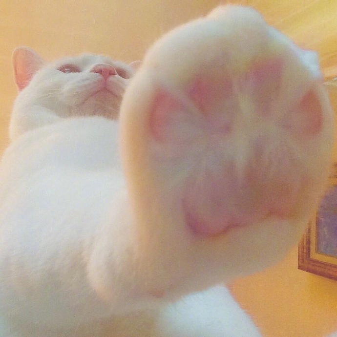 旋转跳跃我闭着眼跳舞的萌宠猫咪图片