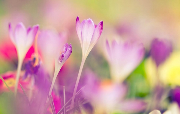 治愈系图片_唯美梦幻的紫色花朵图片