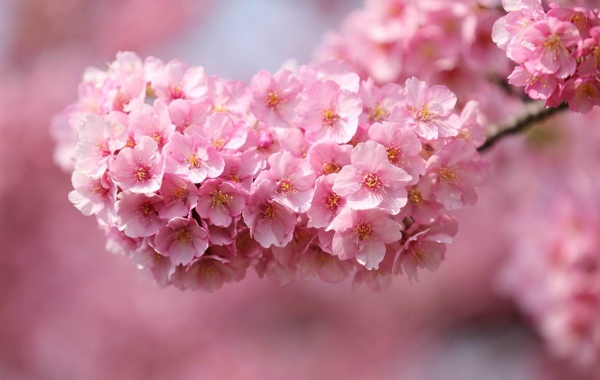 治愈系图片_唯美梦幻的紫色花朵图片