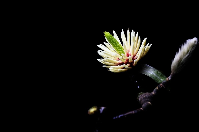 高清白玉兰花图片