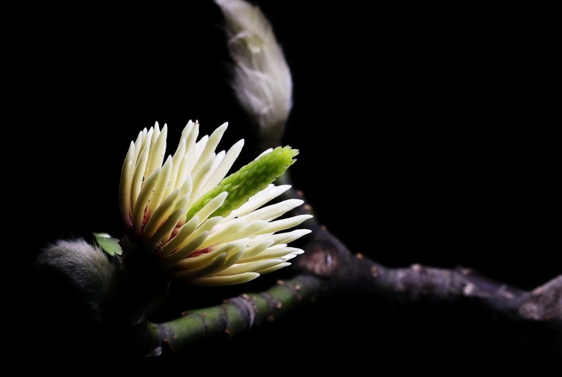 高清白玉兰花图片