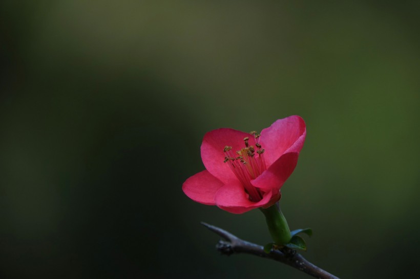 红海棠花图片