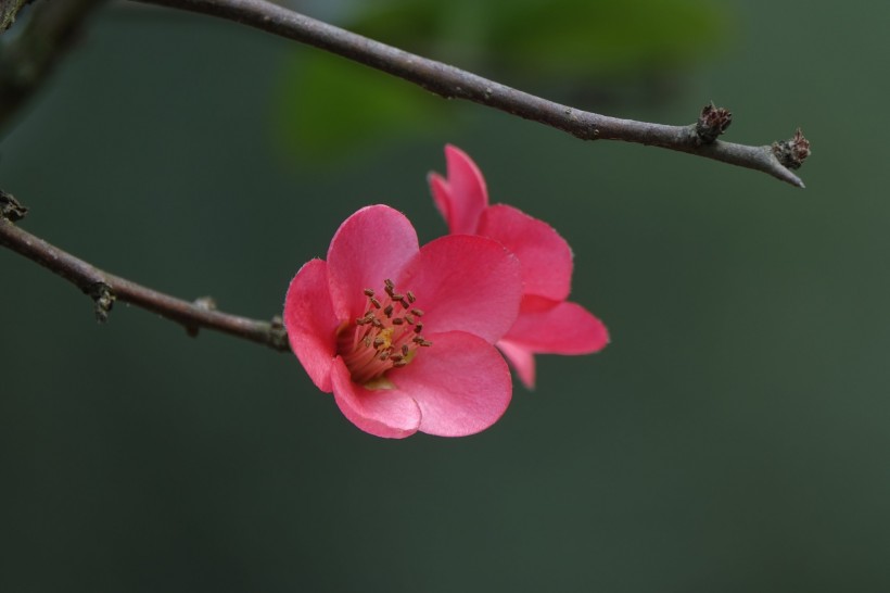 红海棠花图片