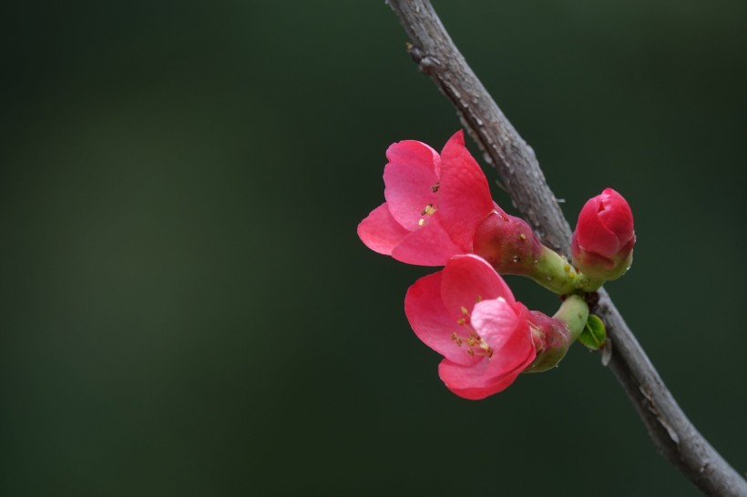 红海棠花图片