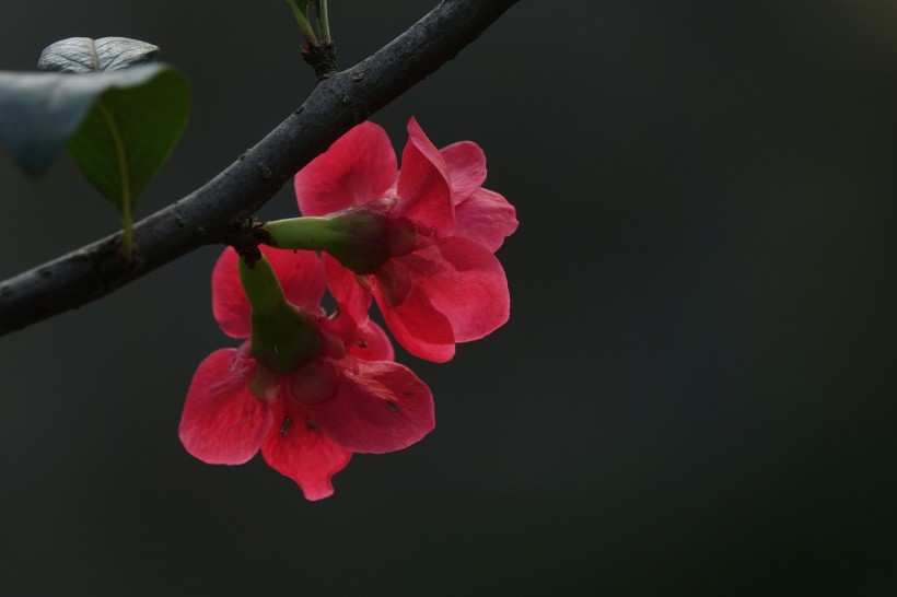 红海棠花图片