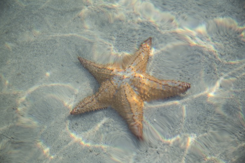 海洋生物图片_小海星图片大全