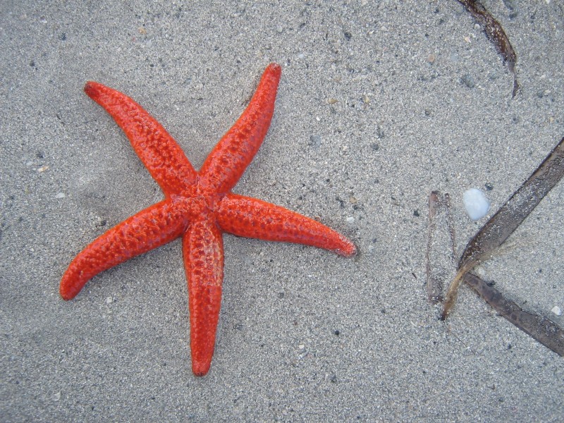 海洋生物图片_小海星图片大全