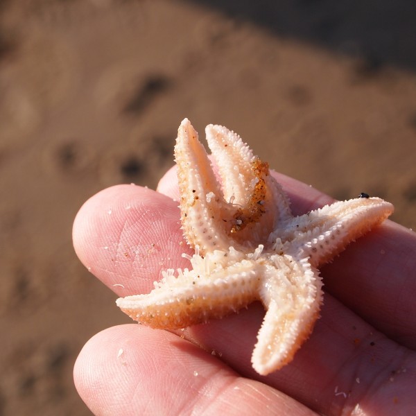 海洋生物图片_小海星图片大全