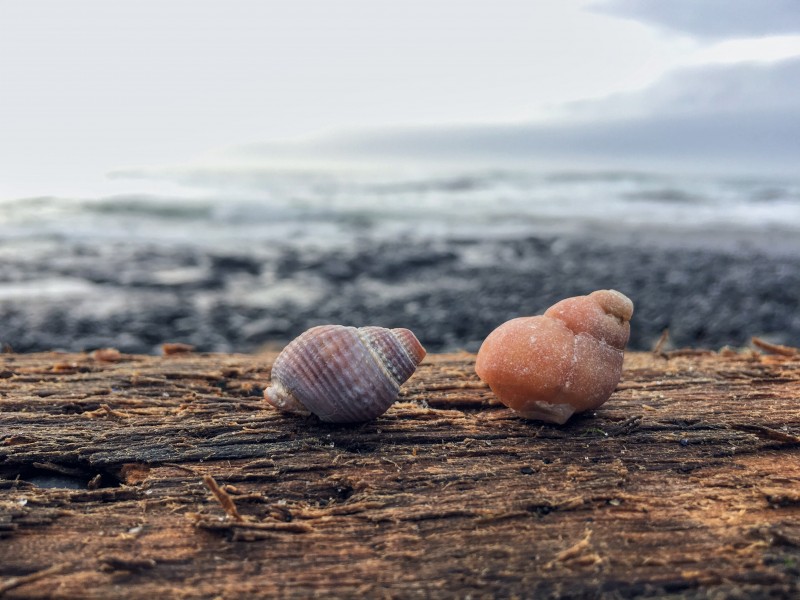 海洋生物图片_小海螺图片