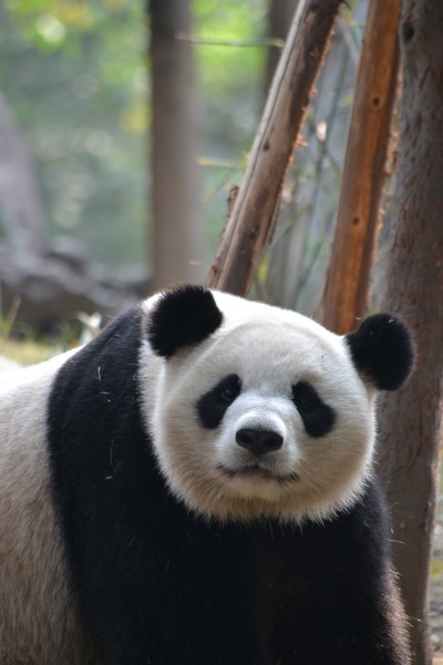 可爱的国宝大熊猫图片