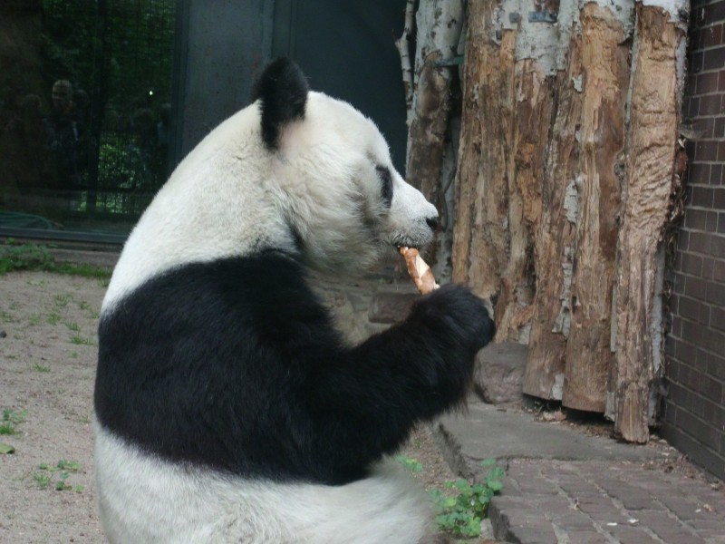 可爱的国宝大熊猫图片