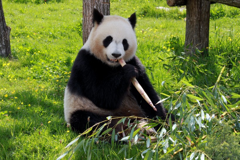 可爱的国宝大熊猫图片
