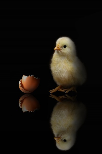 可爱的小鸡图片_毛绒绒的雏鸡