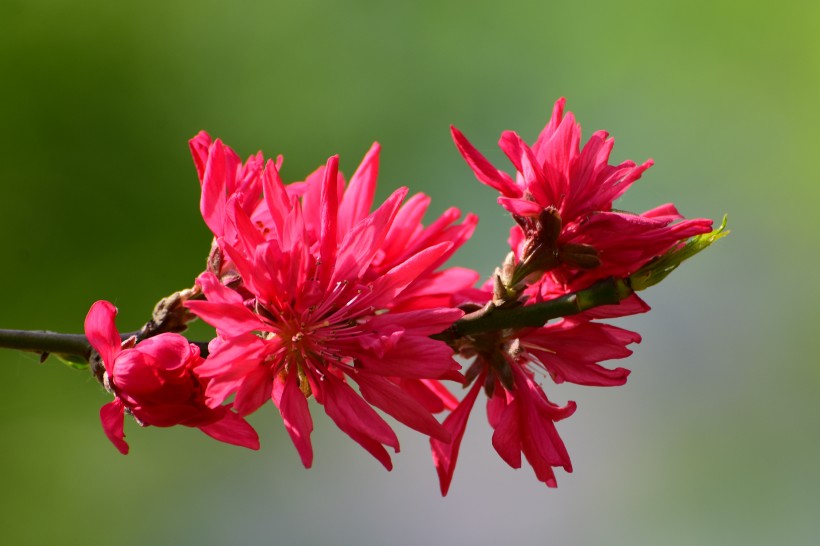 唯美桃花图片_菊花桃图片