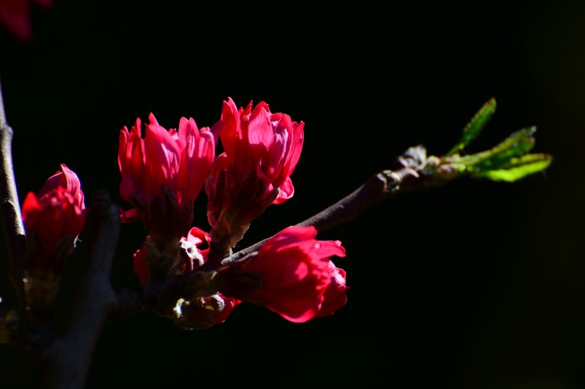唯美桃花图片_菊花桃图片