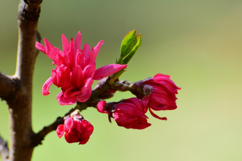 唯美桃花图片_菊花桃图片