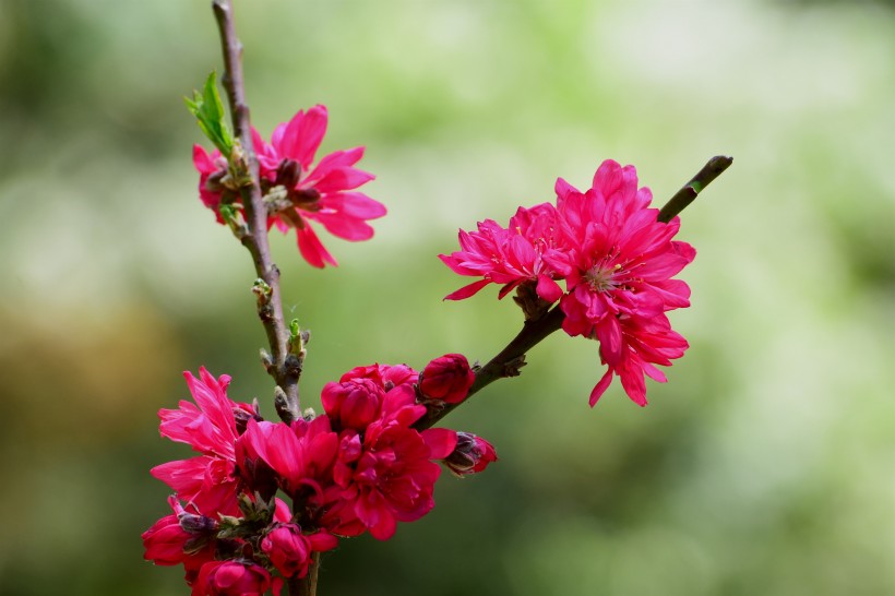 唯美桃花图片_菊花桃图片