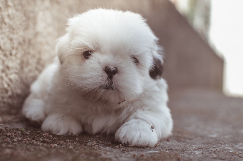 可爱的小狗图片_小奶狗图片