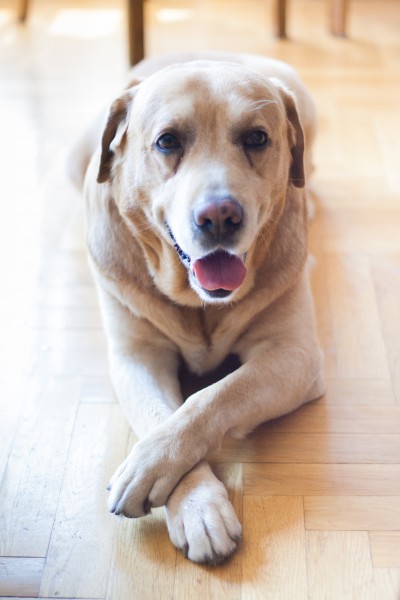 米白色拉布拉多图片_拉布拉多犬图片