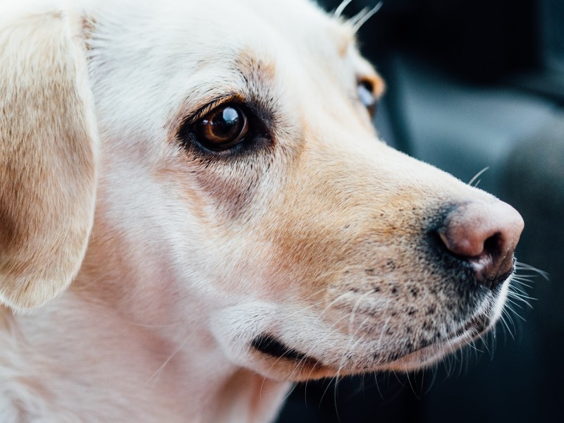 米白色拉布拉多图片_拉布拉多犬图片