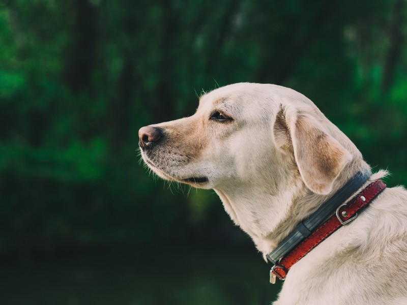 米白色拉布拉多图片_拉布拉多犬图片