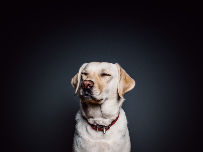 米白色拉布拉多图片_拉布拉多犬图片