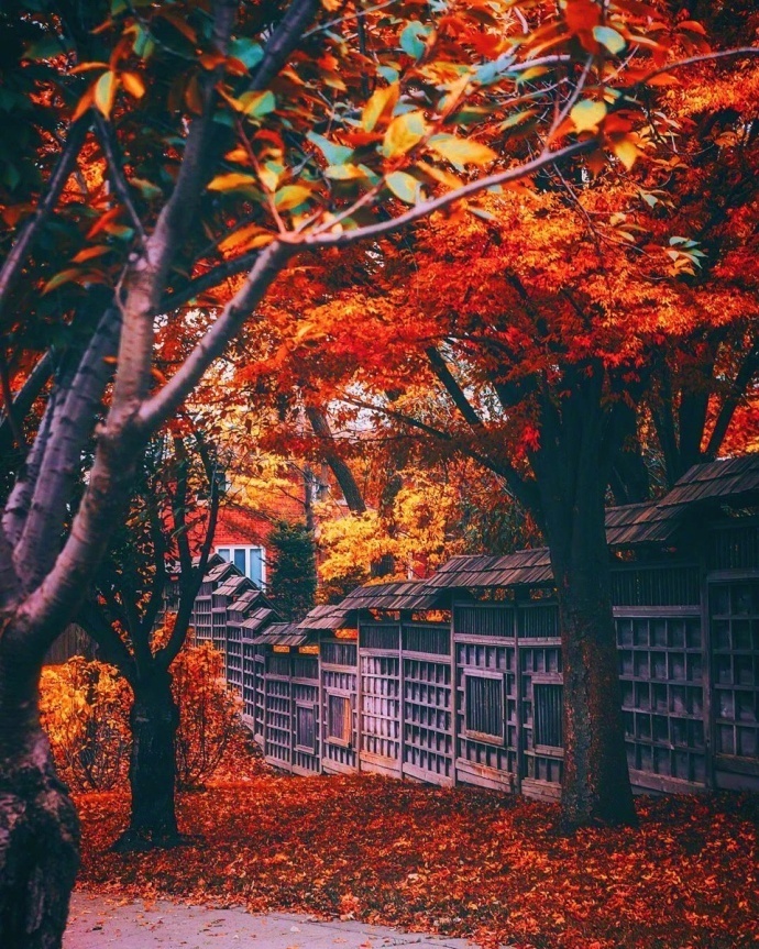 秋天风景图片 人生变得美好而辽阔