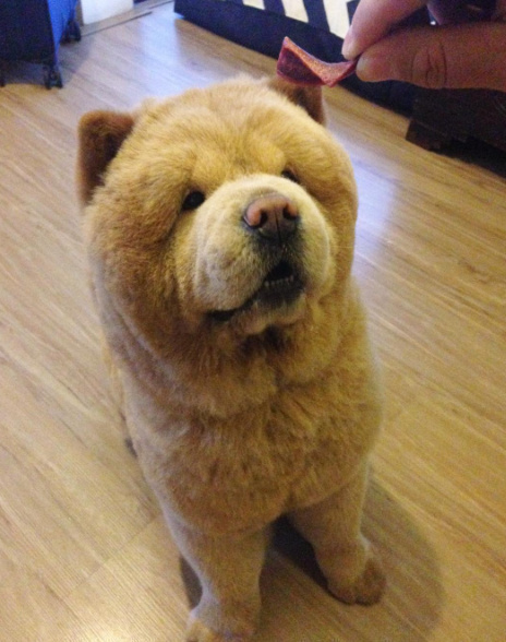 理完发的萌宠松狮犬图片