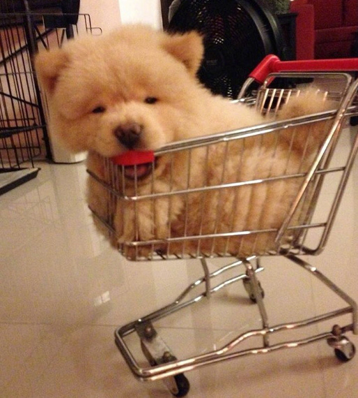 理完发的萌宠松狮犬图片
