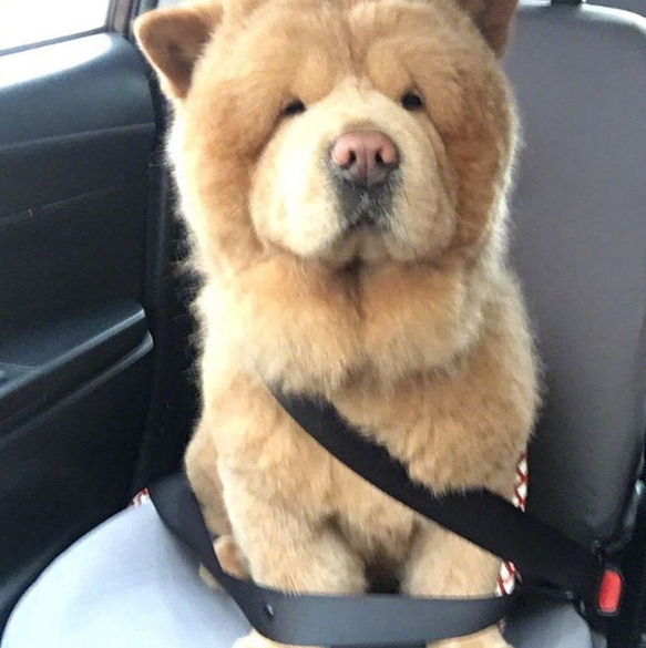 理完发的萌宠松狮犬图片