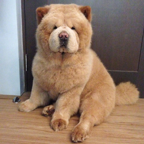 理完发的萌宠松狮犬图片