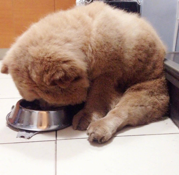 理完发的萌宠松狮犬图片