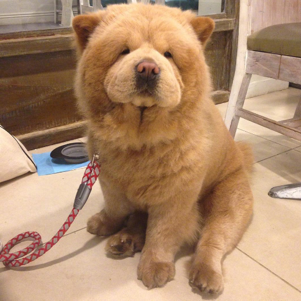 理完发的萌宠松狮犬图片