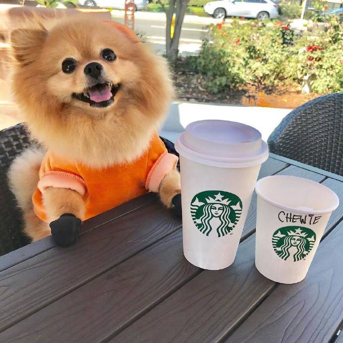 一只叫Chewie的博美犬狗狗照片