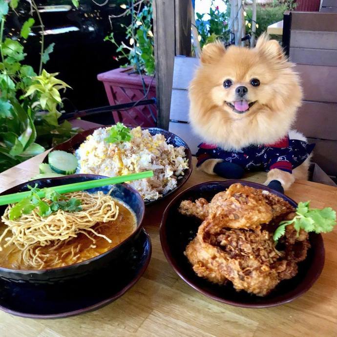 一只叫Chewie的博美犬狗狗照片